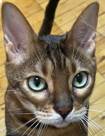 Bengal cat